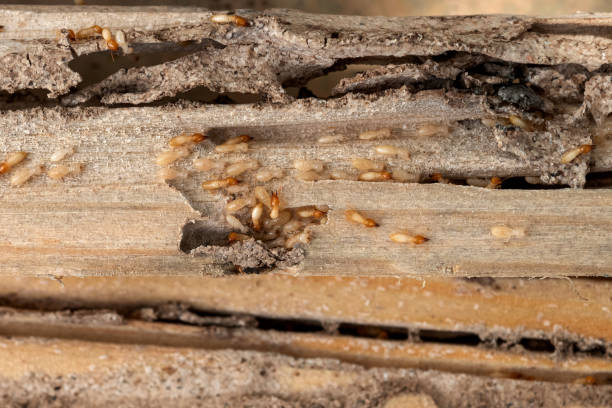 Best Emergency Pest Control  in Homewood, SC