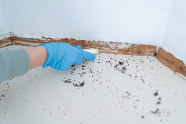Best Pest Removal Services  in Homewood, SC