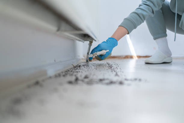 Best Local Pest Control Services  in Homewood, SC